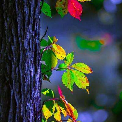 博鱼综合体育官网登录